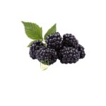 IQF Mulberry 1kg