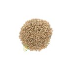 Lentil Bean Brown 1kg